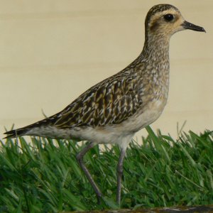 Kolea (Pacific Golden Plover)