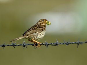 Corn Bunting