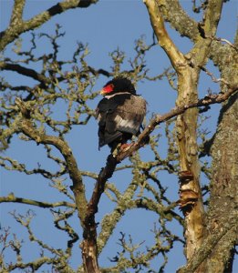 Bateleur Eagle