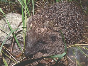 Hedgehog