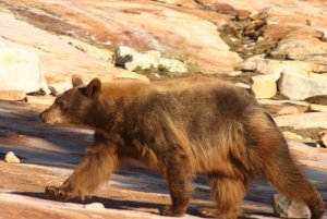 Black bear in California