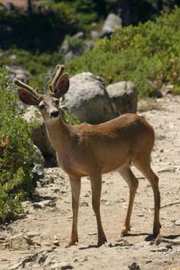 Mule deer