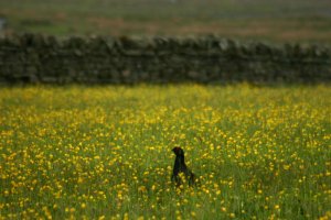 Blackcock in Teesdale