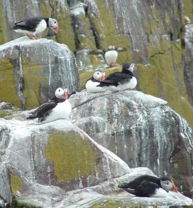 Puffins