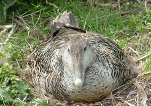 Female Common Eider