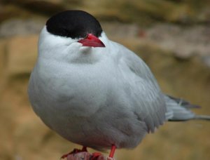 Common Tern