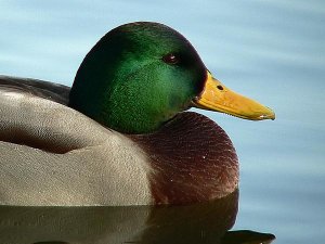 Mallard closeup