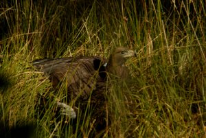 Golden Eagle