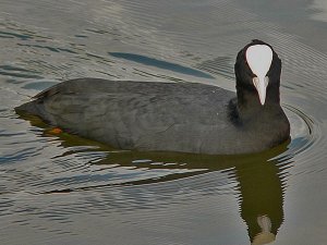 Coot "swim-by"