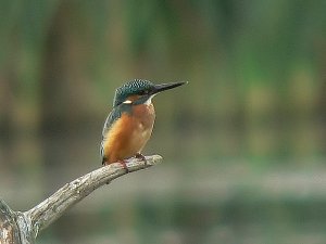 Kingfisher #1