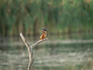 Kingfisher #2