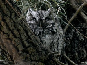 Eastern Screech-Owl