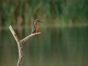 Kingfisher