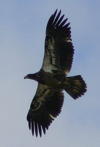 Soaring Juvenile Bald Eagle