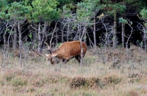 Rutting Red