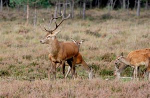 Red Deer, Stag and harem