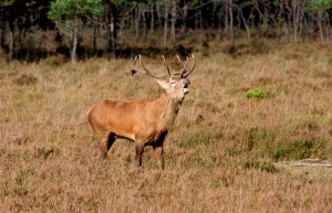 Red stag hoping for roaring success!