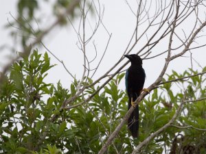 Yucatan Jay