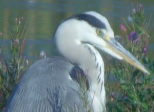 Digiscoped heron