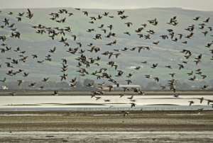 Brent over Lough Foyle