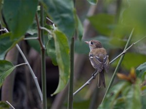 Cozumel Vireo