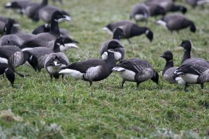 Black Brant