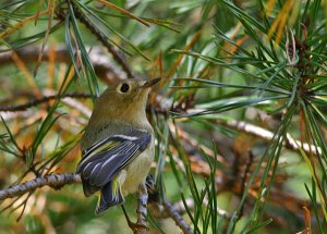 Ruby-crowned Kinglet