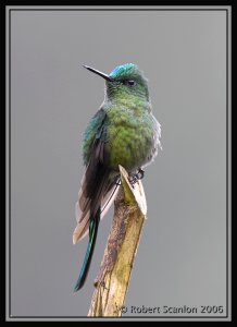 Long-tailed Sylph