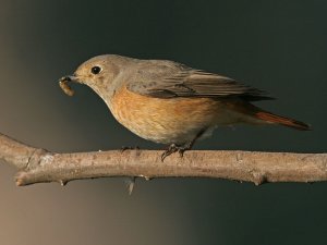 Redstart