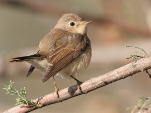 Red-breasted Flycatcher