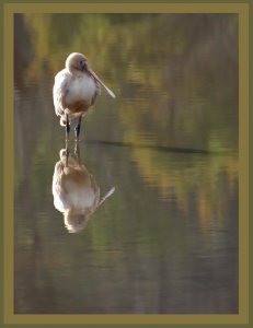 Yellow-billed spoonbill