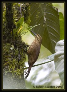 Strong-billed Woodcreeper *DB