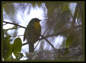 Golden-breasted Fruiteater *DB