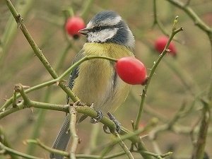 Blue Tit