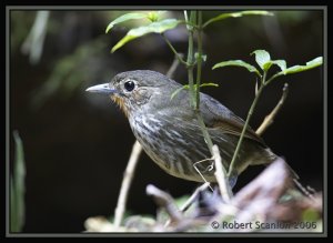 Santa Marta Antpitta *DB