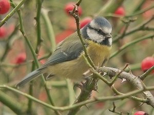 Blue Tit