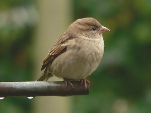 Another damp sparra