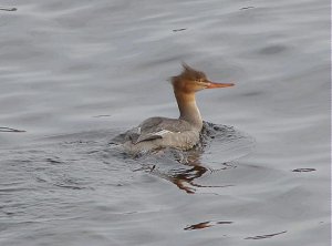 Red-breasted Merganser