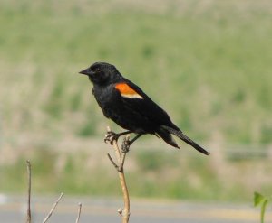 Red-winged Blackbird