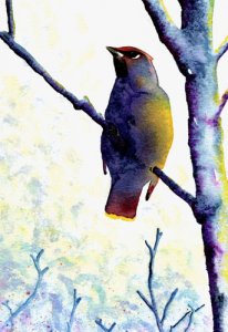 Waxwing IV