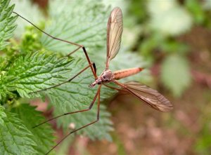 Close up with a Crane-fly