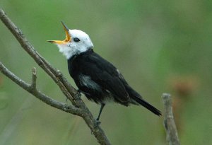 White headed Marsh Tyrant