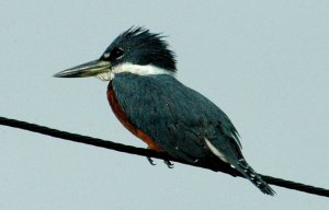 Ringed Kingfisher