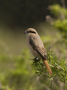 Isabelline Shrike