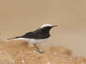 Hooded Wheatear