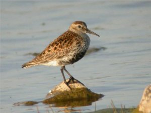 Dunlin