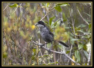 Black-backed Bush Tanager *DB