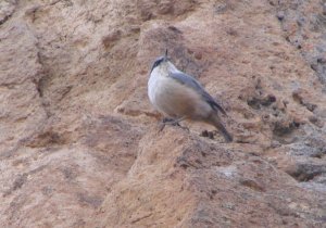 Rock Nuthatch