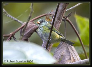 Black-capped Tanager *DB