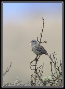 Plain-coloured Seedeater *DB